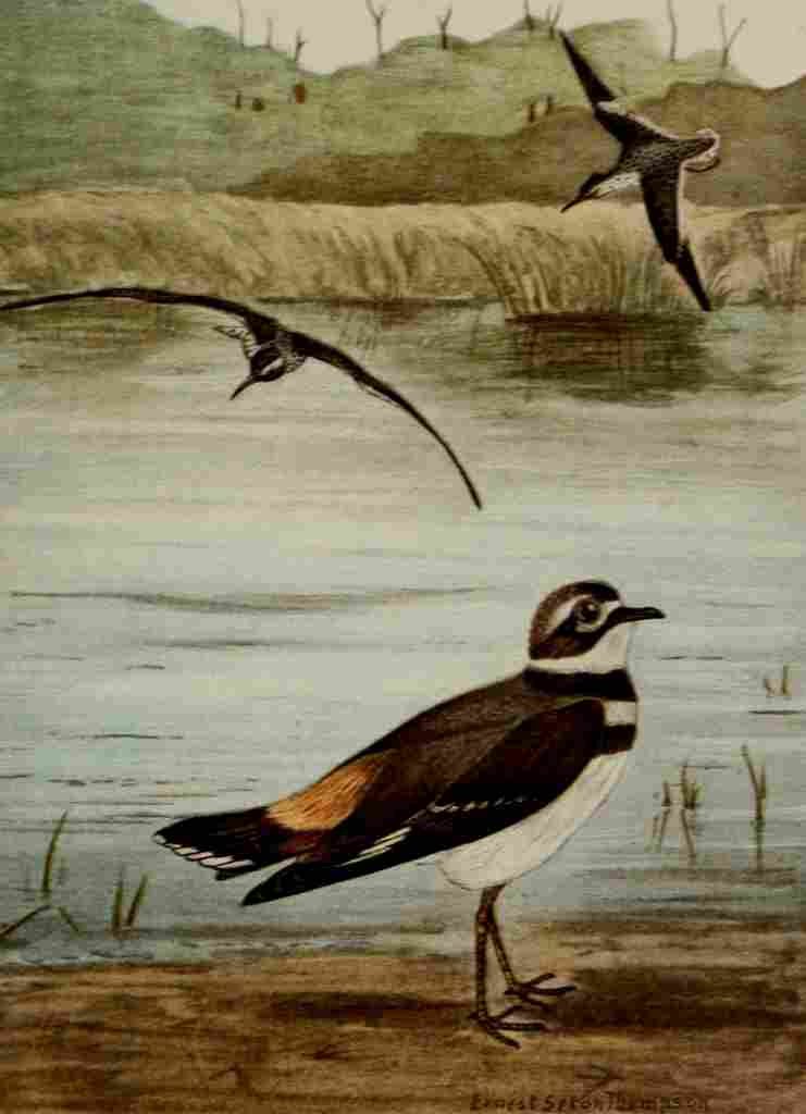 Seton Ernest 1901 Sandpiper Killdeer A4 Photo Print