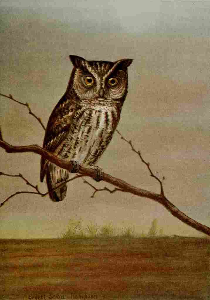 Seton Ernest 1901 Screech Owl A4 Photo Print