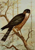 Seton Ernest 1901 Sharp shinned Hawk A4 Photo Print