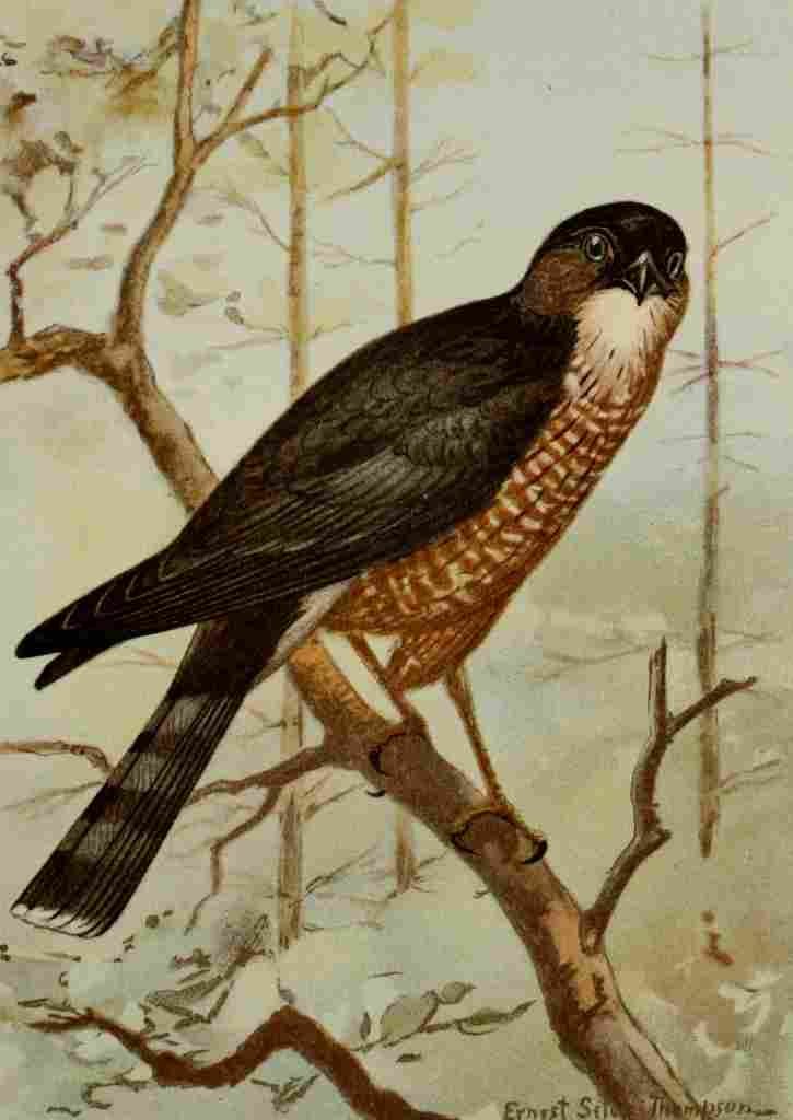 Seton Ernest 1901 Sharp shinned Hawk A4 Photo Print