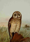 Seton Ernest 1901 Short eared Owl A4 Photo Print