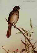 Seton Ernest 1901 Song Sparrow A4 Photo Print