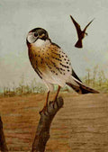 Seton Ernest 1901 Sparrow Hawk A4 Photo Print