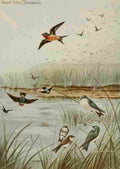 Seton Ernest 1901 Swallows A4 Photo Print