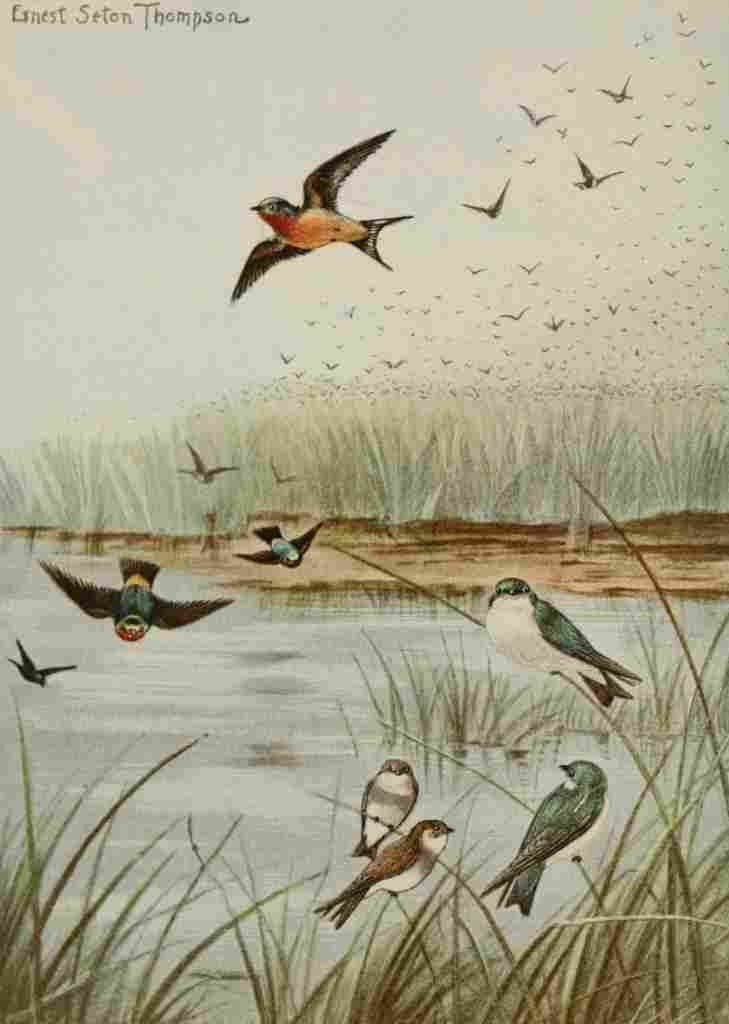 Seton Ernest 1901 Swallows A4 Photo Print