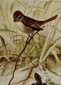 Seton Ernest 1901 Swamp Sparrow A4 Photo Print