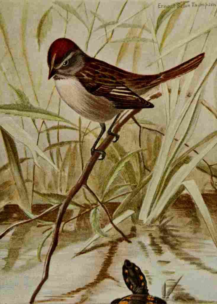 Seton Ernest 1901 Swamp Sparrow A4 Photo Print