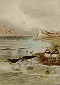 Seton Ernest 1901 Tern Sandpiper Plover A4 Photo Print