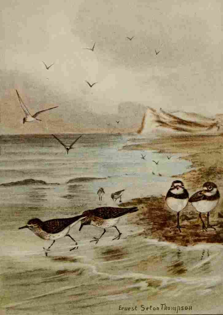 Seton Ernest 1901 Tern Sandpiper Plover A4 Photo Print