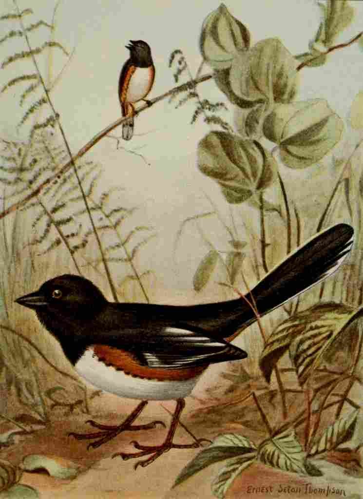 Seton Ernest 1901 Towhee A4 Photo Print