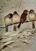 Seton Ernest 1901 Tree Sparrow A4 Photo Print