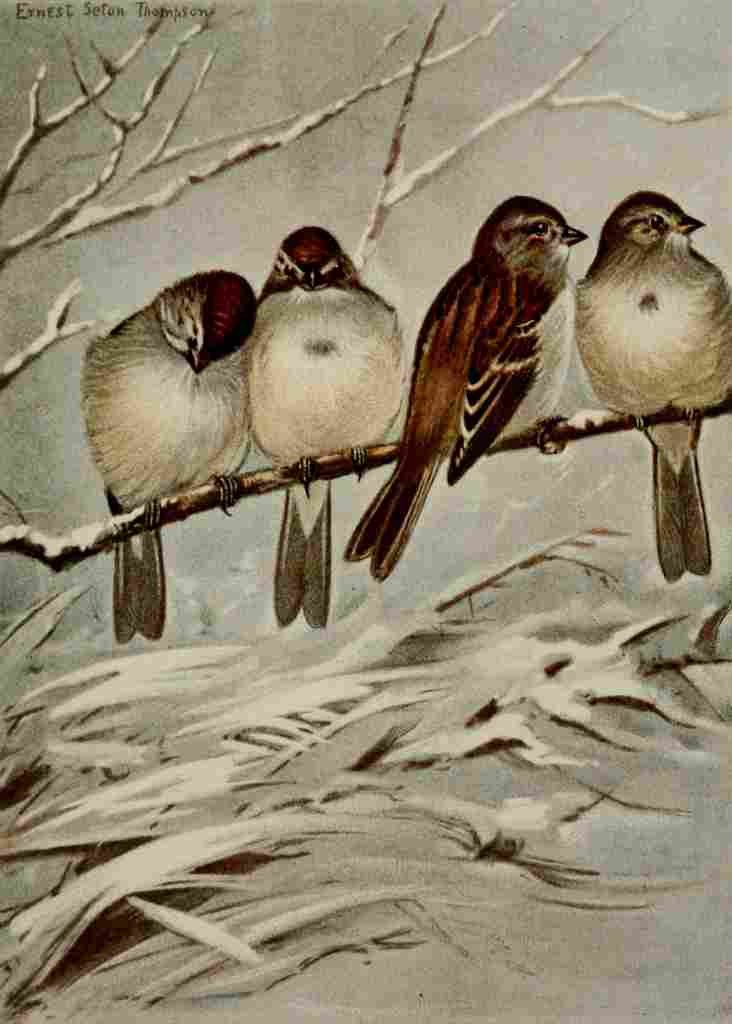 Seton Ernest 1901 Tree Sparrow A4 Photo Print