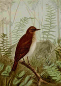Seton Ernest 1901 Veery A4 Photo Print