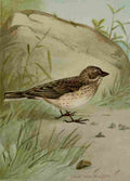 Seton Ernest 1901 Vesper Sparrow A4 Photo Print