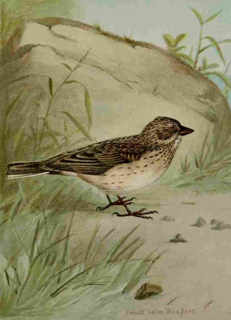 Seton Ernest 1901 Vesper Sparrow A4 Photo Print