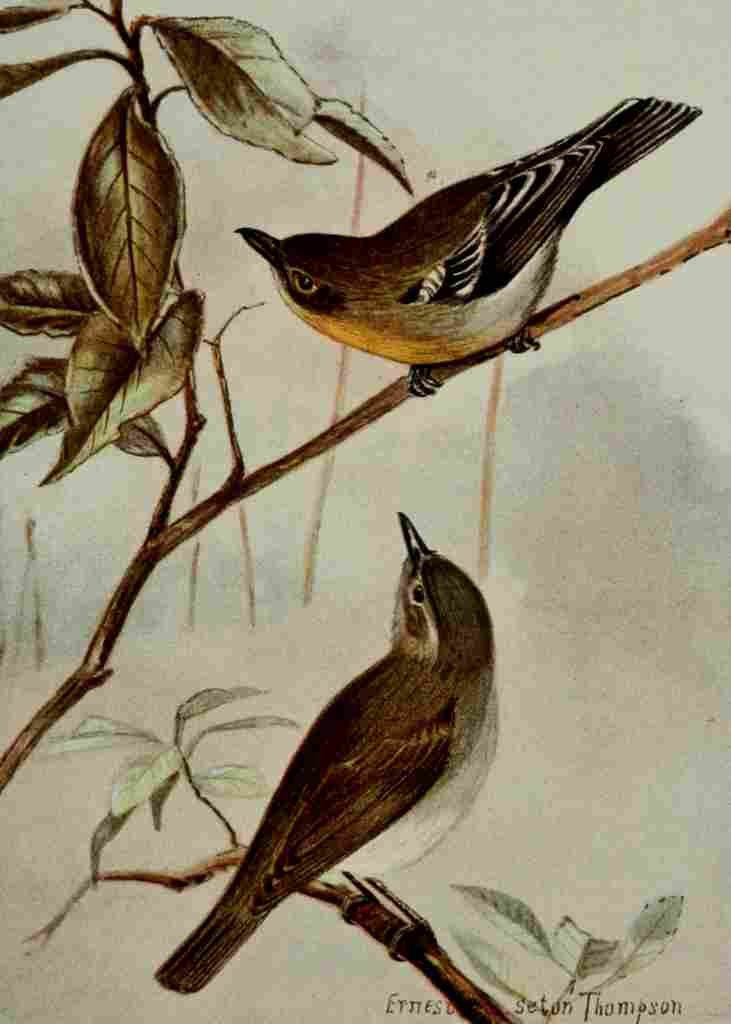 Seton Ernest 1901 Vireos A4 Photo Print