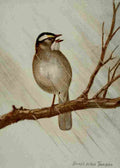 Seton Ernest 1901 White throated Sparrow A4 Photo Print