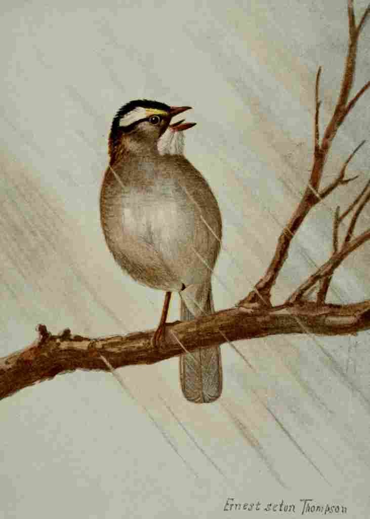 Seton Ernest 1901 White throated Sparrow A4 Photo Print