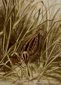 Seton Ernest 1901 Wilsons Snipe A4 Photo Print