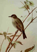 Seton Ernest 1901 Wood Pewee A4 Photo Print