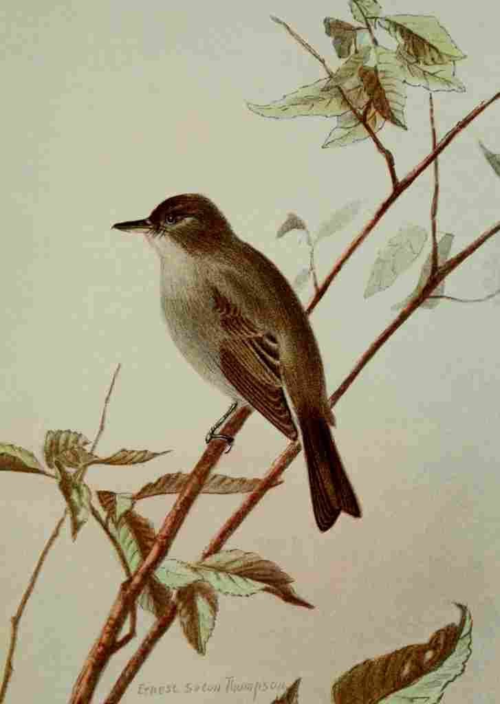 Seton Ernest 1901 Wood Pewee A4 Photo Print