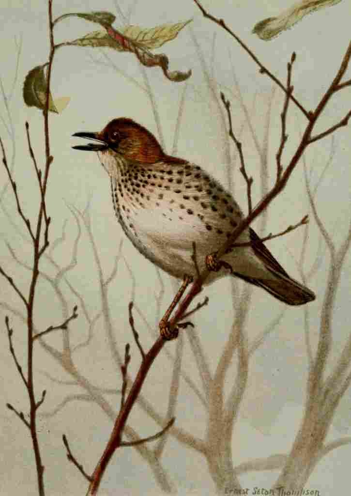 Seton Ernest 1901 Wood Thrush A4 Photo Print