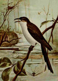 Seton Ernest 1901 Yellow billed Cuckoo A4 Photo Print