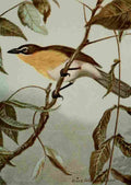 Seton Ernest 1901 Yellow breasted Chat A4 Photo Print