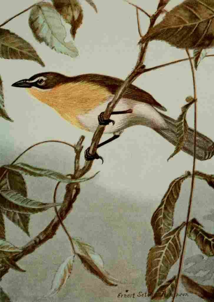 Seton Ernest 1901 Yellow breasted Chat A4 Photo Print