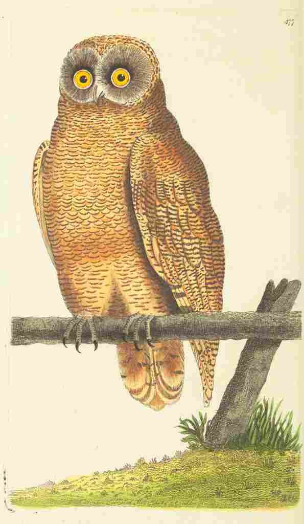 Shaw George 1789 Cayenne Owl A4 Photo Print
