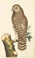 Shaw George 1789 Clouded Owl A4 Photo Print