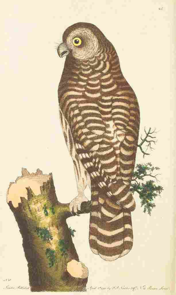 Shaw George 1789 Clouded Owl A4 Photo Print