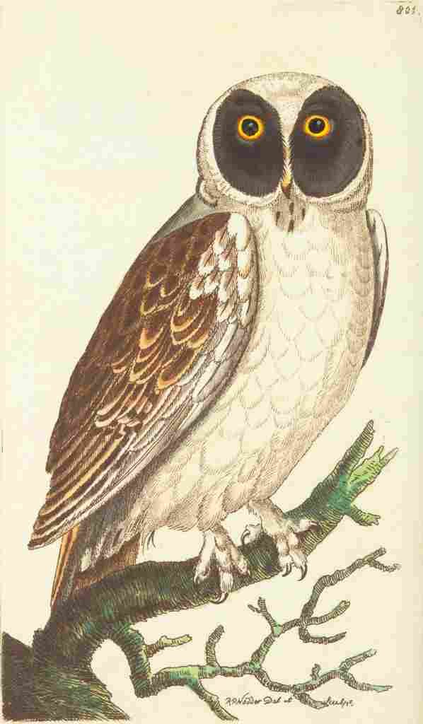 Shaw George 1789 Masked Owl A4 Photo Print