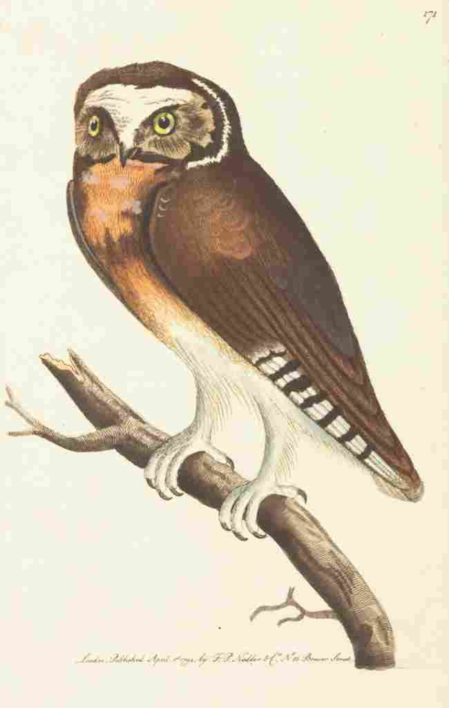 Shaw George 1789 White fronted Owl A4 Photo Print