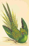Shaw George New Holland 1794 Ground Parrot A4 Photo Print
