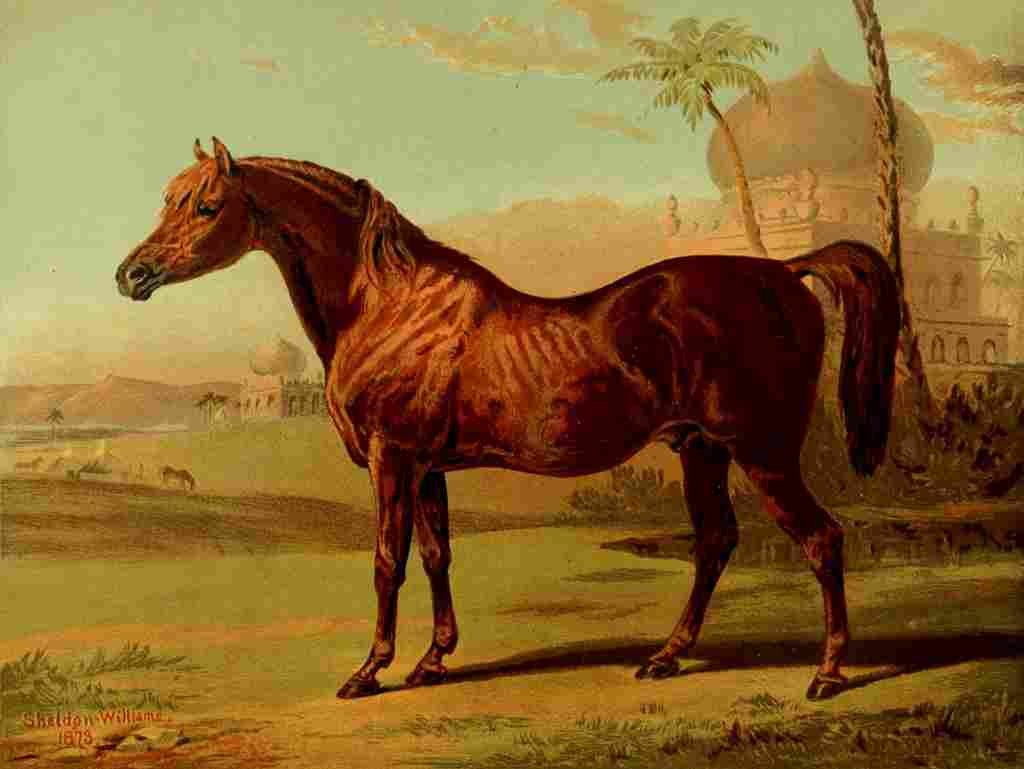 Sheldon Williams Alfred 1880 Goldie High Class Arab A4 Photo Print