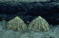Shells Grey Rocks A4 Photo Print