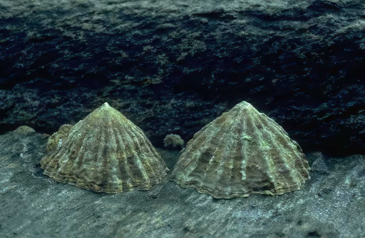 Shells Grey Rocks A4 Photo Print