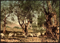 Shephard tending sheep in olive grove Mentone Vintage A4 Photo Print