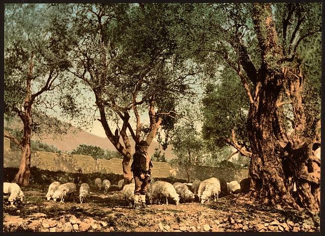 Shephard tending sheep in olive grove Mentone Vintage A4 Photo Print
