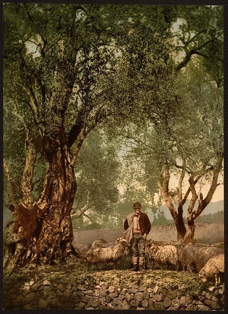 Shephard with flock in olive grove Mentone Vintage A4 Photo Print