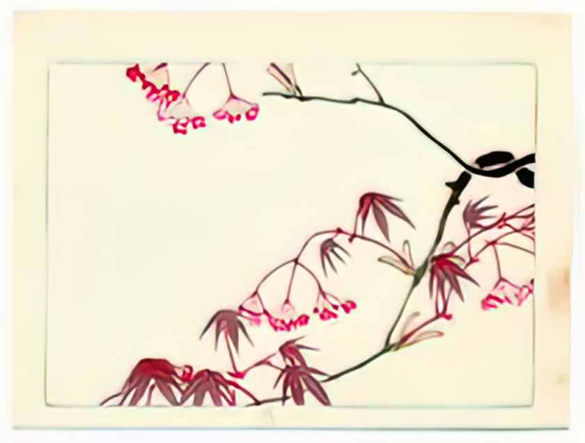 Shibata Zeshin red maple hana kurabe 1878 Art A4 Photo Print