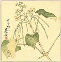 Shibata Zeshin summer flower 1888 Art A4 Photo Print