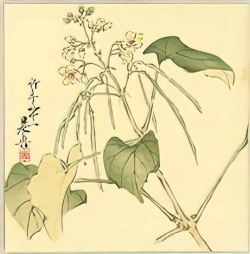 Shibata Zeshin summer flower 1888 Art A4 Photo Print