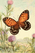 Shimotori S Butterflies 1917 Regal Fritillary A4 Photo Print