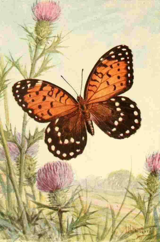 Shimotori S Butterflies 1917 Regal Fritillary A4 Photo Print