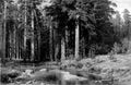 Shishkin Ivan Mast Tree Grove A4 Photo Print