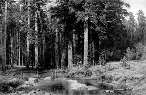 Shishkin Ivan Mast Tree Grove A4 Photo Print