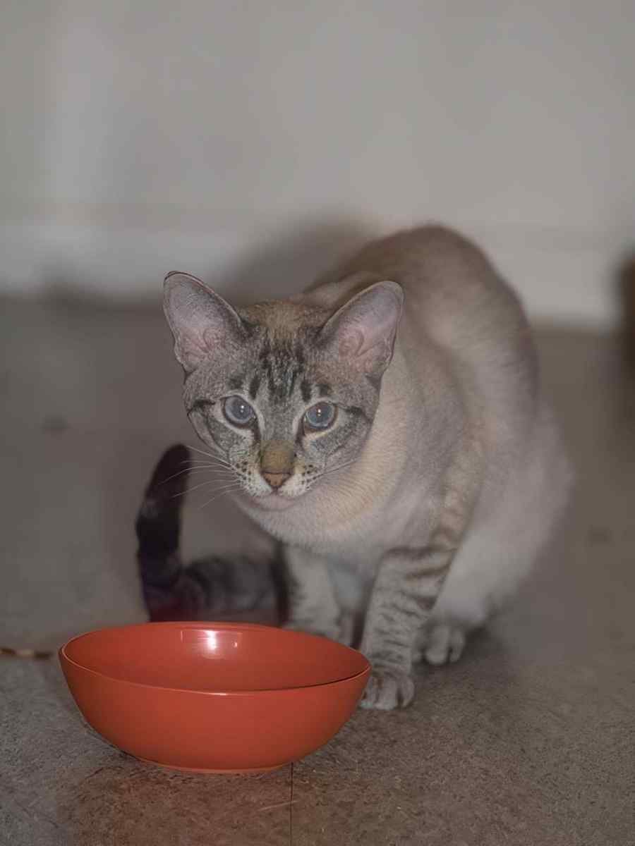 Siamese Kitten Mealtime A4 Photo Print