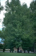 Silver Maple Trees A4 Photo Print